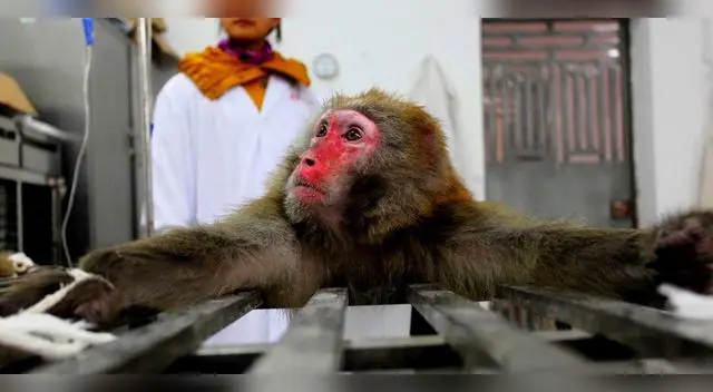 En 1958 se detectaron los primeros casos de viruela de mono