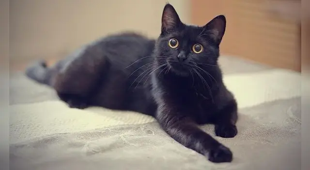 Conoce cuál es el significado de tener un sueño con este minino. Conoce cuál es el significado de tener un sueño con este minino.