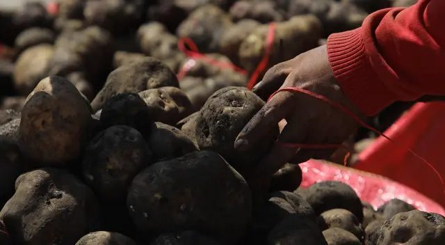 Producción de papa disminuirá por falta de fertilizantes y agroquímicos. Producción de papa disminuirá por falta de fertilizantes y agroquímicos.