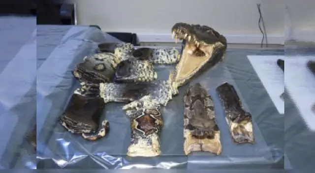 La Victoria: encuentran partes de animales silvestres La Victoria: encuentran partes de animales silvestres