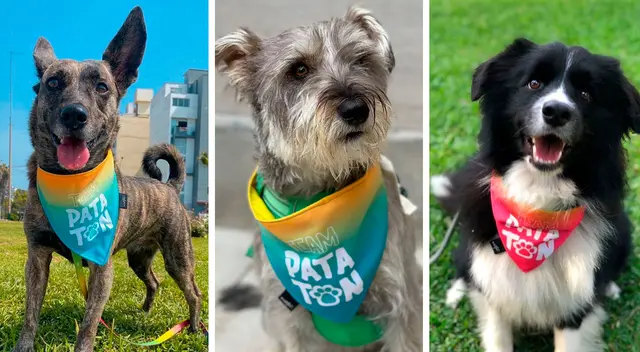 El evento tendrá como conductoras a Karla Tarazona y Georgette Cardenas, quienes vienen apoyando de manera reiterada a esta fundación en beneficio de los 'callejeros'. El evento tendrá como conductoras a Karla Tarazona y Georgette Cardenas, quienes vienen apoyando de manera reiterada a esta fundación en beneficio de los 'callejeros'.