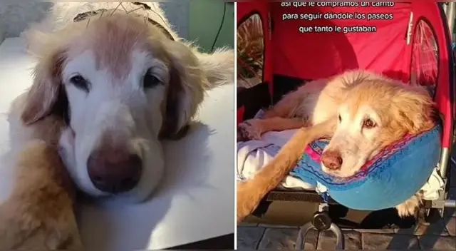 Lindo. La historia que contó la mujer en la popular plataforma hizo llorar a varios usuarios.