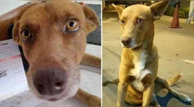 La historia del perrito 'Chocolate' ha conmovido a cientos de usuarios en las redes sociales.