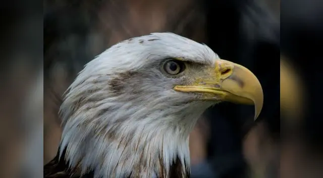 En esta nota te contamos que significa soñar con esta imponente ave.