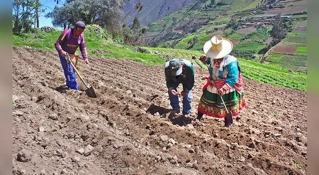 Los resultados de la campaña de mango y palta muestran el impacto del precio de los fertilizantes y falta de agua para la agricultura en estas localidades. Foto: Sedir.