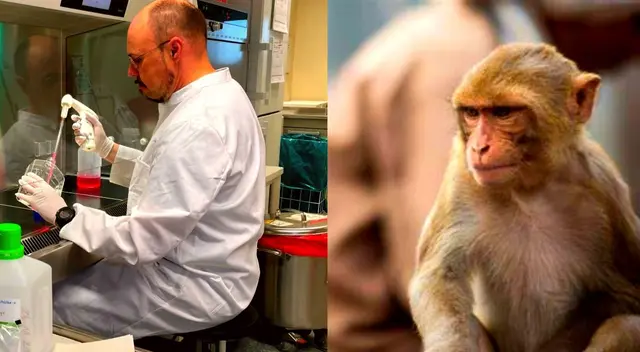 Viruela del mono es una enfermedad que ha tomado fuerza en las últimas semanas.