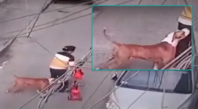 Perro pitbull mordió a madre de familia que defendió a su hijo en El Agustino. Perro pitbull mordió a madre de familia que defendió a su hijo en El Agustino.