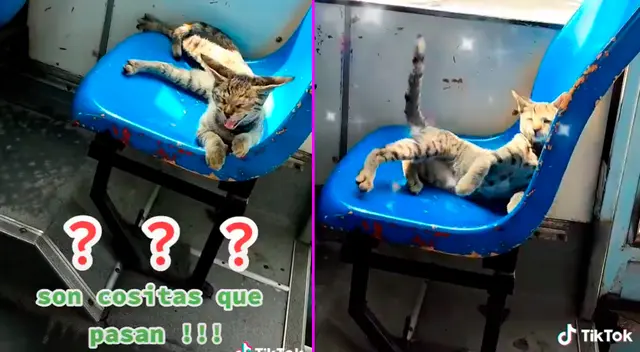 El gatito se recostó en el asiento como un pasajero más. El gatito se recostó en el asiento como un pasajero más.