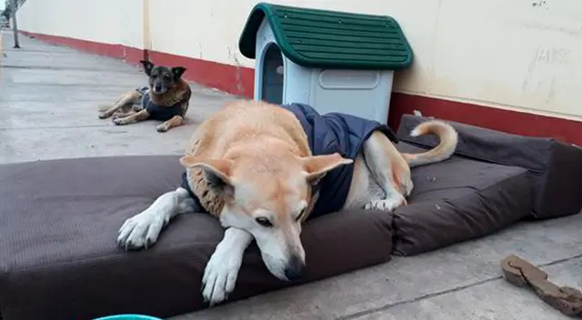 San Marcos: estudiantes denuncian maltrato a perritos que viven en la casa de estudios San Marcos: estudiantes denuncian maltrato a perritos que viven en la casa de estudios