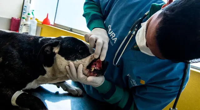 Conoce en esta nota las 7 mejores universidades para estudiar Veterinaria en Perú. Conoce en esta nota las 7 mejores universidades para estudiar Veterinaria en Perú.