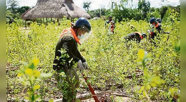 Lucha. La erradicación de cultivos de coca no se detendrá. Foto: difusión Lucha. La erradicación de cultivos de coca no se detendrá. Foto: difusión