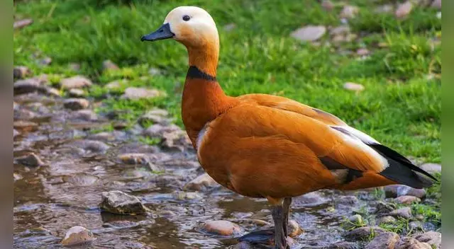 Soñar con patos augura crecimiento económico y mucha prosperidad. Soñar con patos augura crecimiento económico y mucha prosperidad.