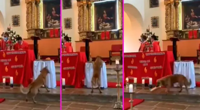 El perrito salió airoso y se quedó con el pan de la misa. El perrito salió airoso y se quedó con el pan de la misa.