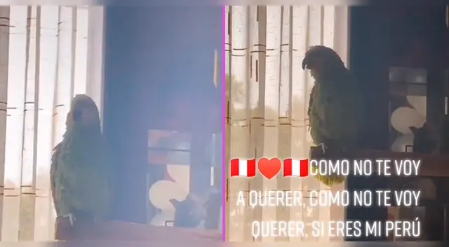 El pequeño lorito se emociona al 'cantar' tema musical de la selección peruana.