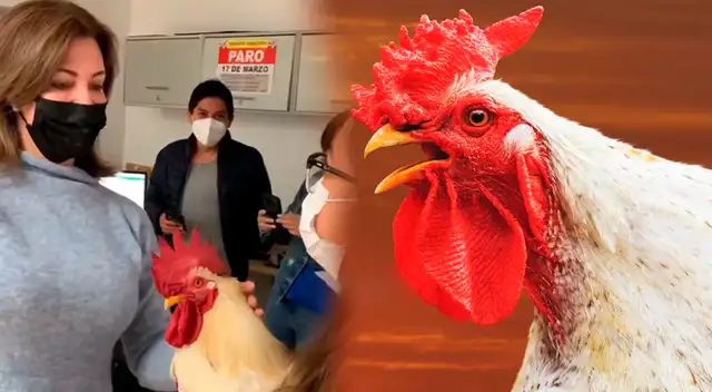 Gallo Claudio cuenta su caso en Latina Televisión. Gallo Claudio cuenta su caso en Latina Televisión.