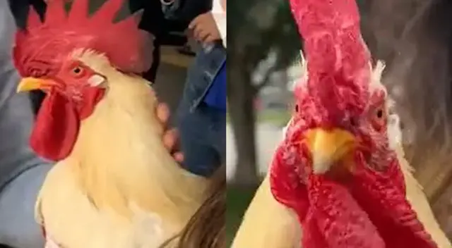Historia del gallo ‘Claudio’ llegará a Europa y Estados Unidos: “Es un animalito inofensivo” [VIDEO]