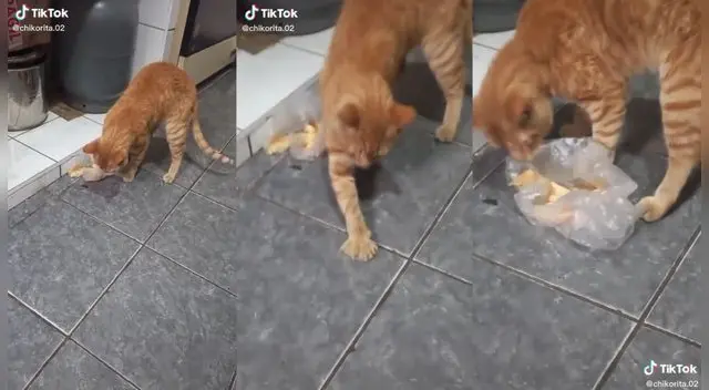 El animal se puso exigente y no comió ni un poco de la comida de su dueña. Foto: composición/ @chikorita.02/TikTok