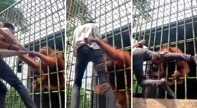 El furioso animal trató de morder el pie del joven.