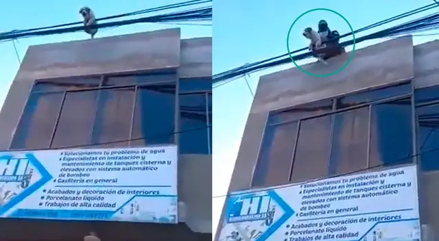 Perro se salvó de morir tras saltar del techo de la vivienda de su dueño. Perro se salvó de morir tras saltar del techo de la vivienda de su dueño.