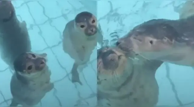 La escena ha conmovido las redes sociales llegando a las más de 2 millones de reproducciones.