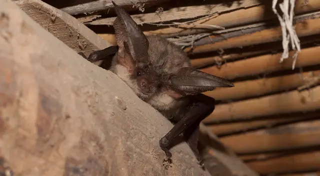 Mamífero ha sido percibido es varios distritos de Lima.