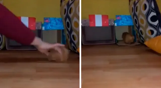 La predicción del cuy quedó registrado en un video que quedó viralizado en redes sociales.