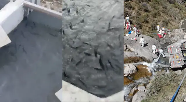 Pozas donde se albergan truchas se estarían viendo afectadas por la contaminación.