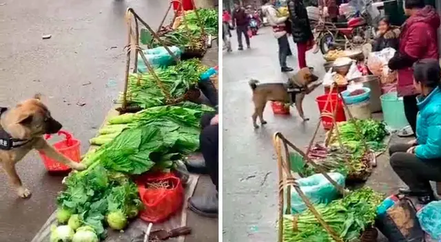 Perrito es viral y conquista los corazones de los usuarios en redes sociales. Perrito es viral y conquista los corazones de los usuarios en redes sociales.