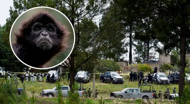 El mono disfrazado de sicario murió durante la balacera. El mono disfrazado de sicario murió durante la balacera.