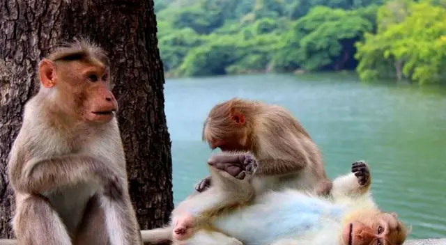 La viruela no representa una amenzada sanitaria global.