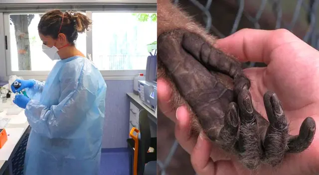 La viruela de mono creció rápidamente en Europa. La viruela de mono creció rápidamente en Europa.