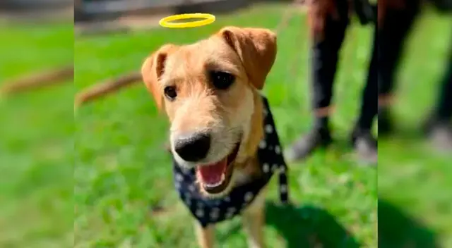 Dueña del can pide justicia y que el agresor pague su delito. Dueña del can pide justicia y que el agresor pague su delito.