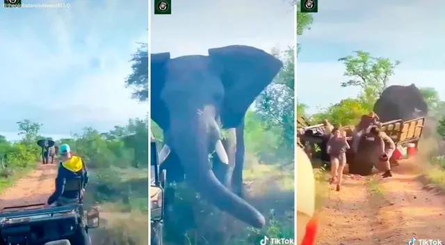 El elefante se molestó por ver a extraños en su territorio y reaccionó salvajemente. El elefante se molestó por ver a extraños en su territorio y reaccionó salvajemente.