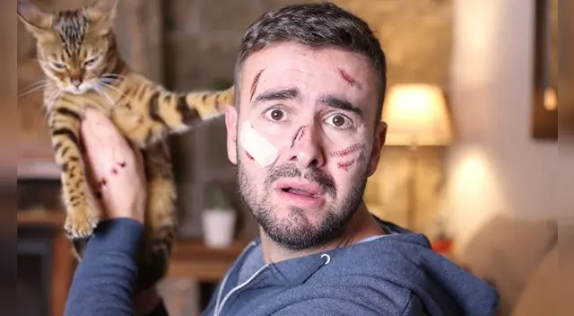 Los sueños con gatos tienen una interpretación sobre tu entorno.