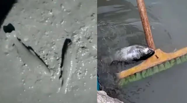 Animales siguen muriendo en Canta, afectando la producción, a empresarios y a la economía de esta provincia de Lima.