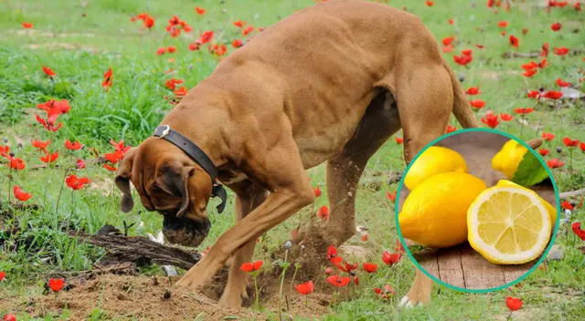Una de las razones de esta conducta puede ser la falta de ejercicio
