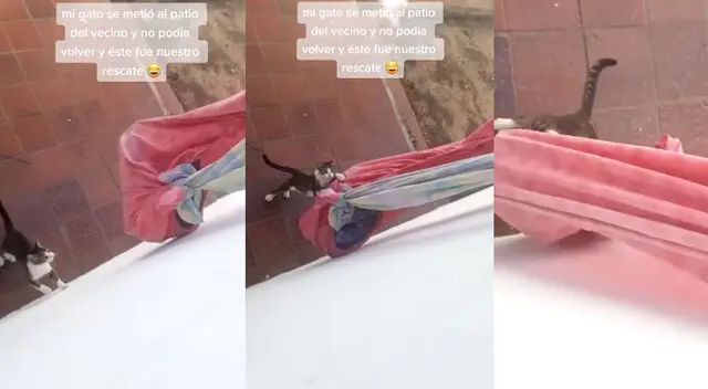 Gato y su dueña se han convertido en personajes virales en las redes sociales. Gato y su dueña se han convertido en personajes virales en las redes sociales.