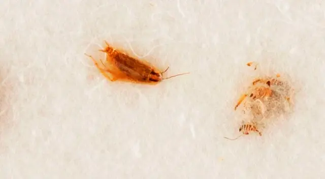 Tres cucarachas fueron alimentadas por polvo lunar para determinar si la roca lunar contenía algún tipo de patógeno.