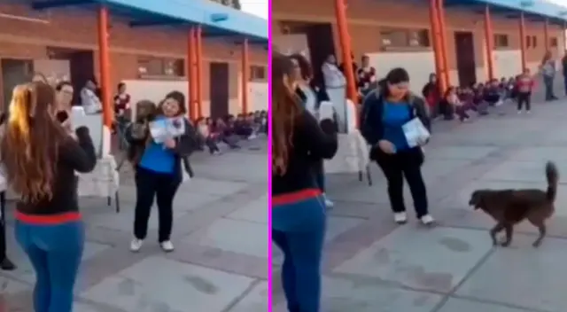 El perrito recibió su diploma. El perrito recibió su diploma.