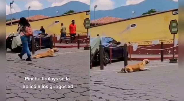 Miles de usuarios no han parado de reír con esta singular escena. Foto: captura de TikTok