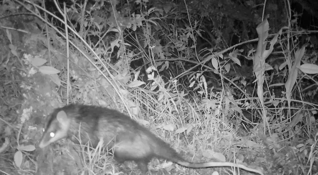 La investigación contó con la instalación de 40 cámaras trampa para el avistamiento del roedor. La investigación contó con la instalación de 40 cámaras trampa para el avistamiento del roedor.