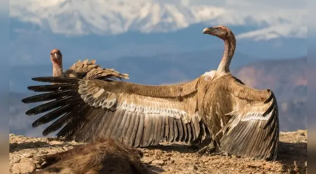 Soñar con buitres está ligado a tu comportamiento.