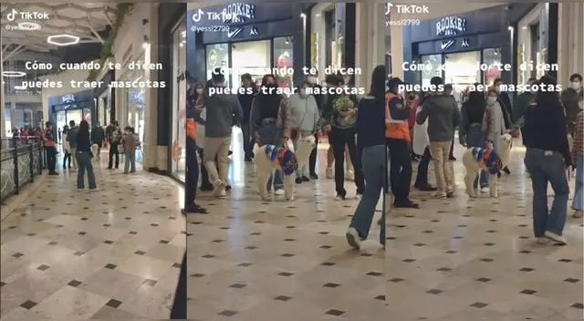 La escena se volvió viral en la popular plataforma llegando a más del millón de reproducciones.