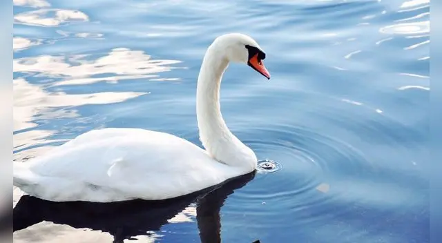 Soñar con Cisnes: significa cambios importantes en la vida. Soñar con Cisnes: significa cambios importantes en la vida.