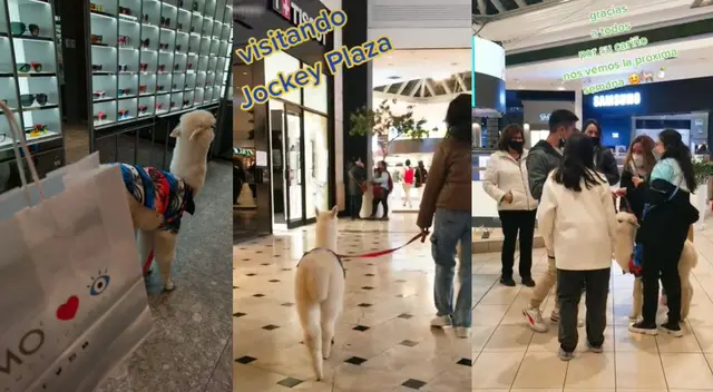 Singular escena de una alpaca bebé en el Jockey Plaza se hizo viral en las redes sociales. Singular escena de una alpaca bebé en el Jockey Plaza se hizo viral en las redes sociales.
