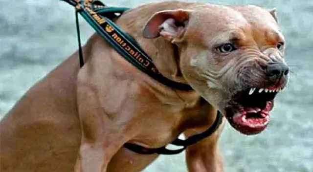 Tacna: niña es desfigurada por perros del Centro Comercial La Rotonda