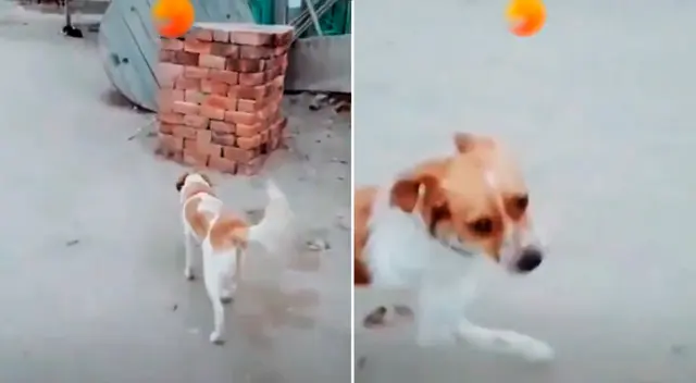 El pequeño can tuvo una inesperada reacción. El pequeño can tuvo una inesperada reacción.