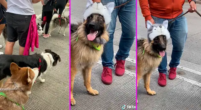 El perrito se disfrazó de husky para asistir a la reunión de siberiano. El perrito se disfrazó de husky para asistir a la reunión de siberiano.