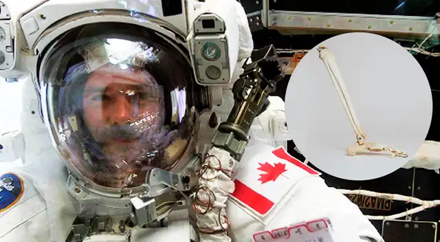 Según el estudio, los astronautas perdieron el 2,1 % de la densidad mineral ósea en la tibia, después de un año de regreso a la Tierra. Según el estudio, los astronautas perdieron el 2,1 % de la densidad mineral ósea en la tibia, después de un año de regreso a la Tierra.