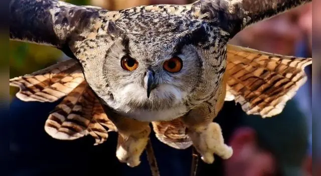 Soñar con un búho se asocia con tu poder de adaptarte a nuevos cambios.